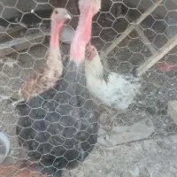 بوقلمون و خروس