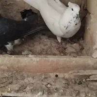 کبوتر|پرنده|بزینه رود, |دیوار
