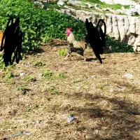 خروس|حیوانات مزرعه|مسجد سلیمان, |دیوار