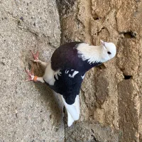 کبوتر پرشی