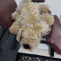 عروسک سگه