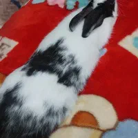 خرگوش
