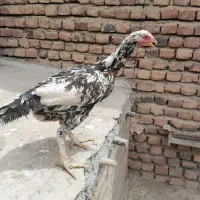 تخم لاری تعداد محدود