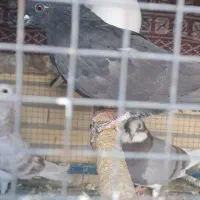 معاوضه کفترپرشی