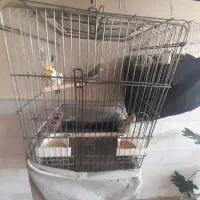 عروس هلندی