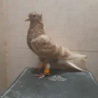 کفتر  اشعل جوجه قهری نر