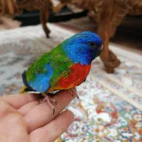 جفت طوطی اسکارلت