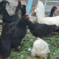 فروش تخم مرغ مرندی و سلطان نطفه دار