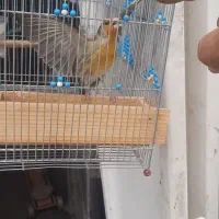 سهره قناری مست مست