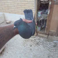 کفتر کاکلی