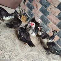 ۵ عدد اردک اسرائیلی ماده
