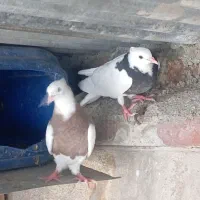 جوجه لاری و جوجه طوقی