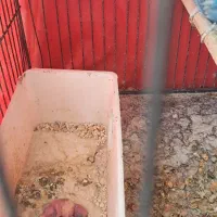 مرغ عشق اسپانگل رنگ خاص