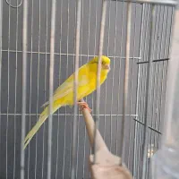 ماده رسمی بلند