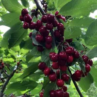 فروش نهال لیبل‌دار انواع میوه