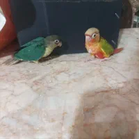 گرینچیک آناناسی رد سرلاکی