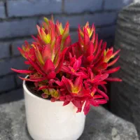 گلخانه گل ساکولنت سانسوریا پتوس نازیخی کرج