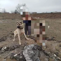 واگذاری توله سگ سرابی