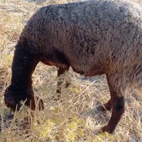 6عددشک جوان زود قوچ گرفتن