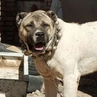 سگ درشت