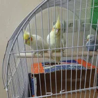 یک جفت عروس هلندی کار کرده