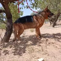 سگ ژرمن شپرد