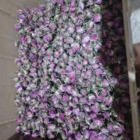 ف         گل محمد وغنچه درجه دو