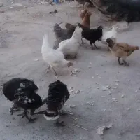 مرغ و خروس