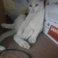 گربه