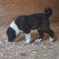 توله سگ قدرجونی قهدریجانی