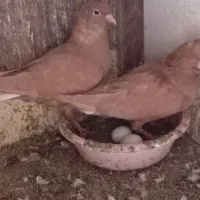 جفت زردمسفید کلایی