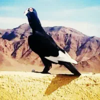 نر حبشی قره سوری