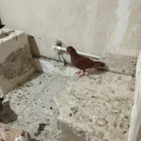 سرخ کرمونی ماده