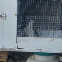 کبوتر