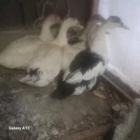 ۵ عدد اردک تخم گذار