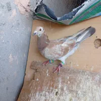 هفرنگ‌ودمسفید
