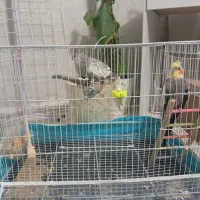 جفت عروس هلندی