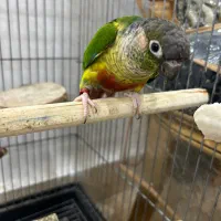 طوطی گرینچیک یلوساید بالغ