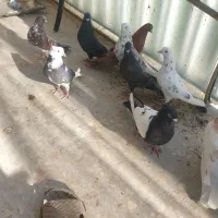 تعدادی کبوتر رنگی پرشی گروبندی پرش سنگین سالم