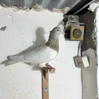 کبوتر کله زرد و کله سوربی