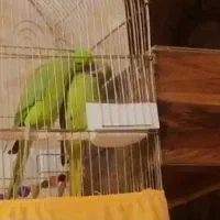اصل مولد تضمینی ملنگو جفت