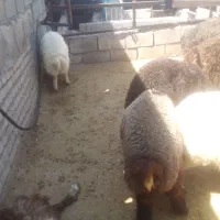 ده عدد بره