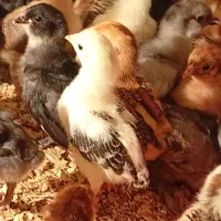 جوجه مرندی پاپرریش دار سفید و طوسی وگلپایگان20روزه