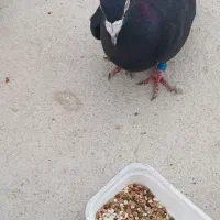 کفتر  یا پرنده