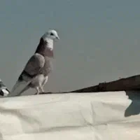 نر شازده ابلغ