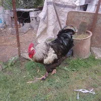 خروس جوان و درشت هیکل و با ابهت