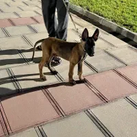 گمشده|حیوانات|قشم, |دیوار
