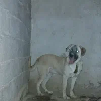 توله ۴ماهه نر پژدر