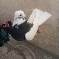 کفتر پرشی|پرنده|تهران, آهنگ|دیوار