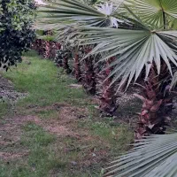 پالم